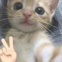 ส้ม