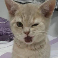 ปลานิล