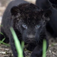Aslan