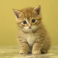 ลูกพลับ