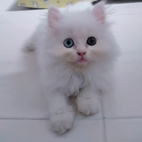 สโนว์