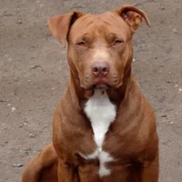 Pennywise perro