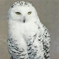 owl