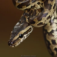 snake