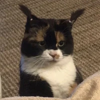 อีเเต๋ว