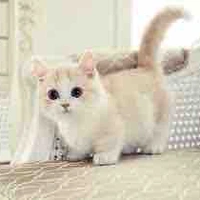 บั๊บบี้//สัตว์เลี้ยงนอ.
