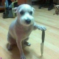 แอดเอง