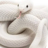 คาบุระมารุ (ชื่อในร่างงู) : ร่างงู