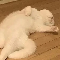 (●