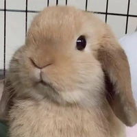 เม่ง💐🐰