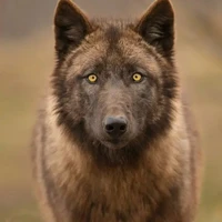 lobo/sai