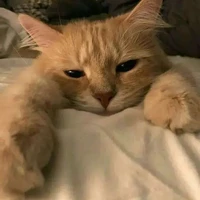 Your cat author