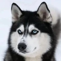 lobo {suga}