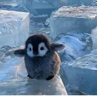 แอดเองจ้า