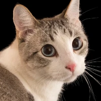 💓 Luna The Cat 💓