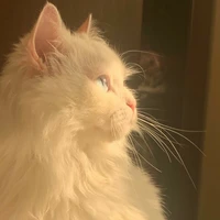 (cat) Leo