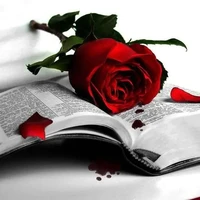 Crimson Rose...