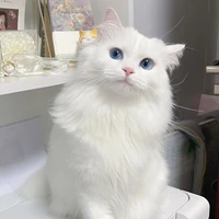 ชูก้า(เเมวเน่)​