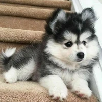 แม๊คกี้🐶