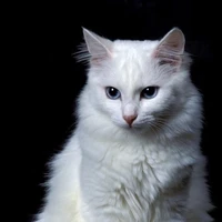 Floquinho
