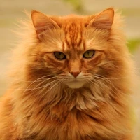 Ginger