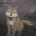 cachorro