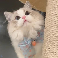 เหนือ//นายเอก+ร่างแมว💐✨