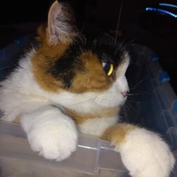 Frimousse