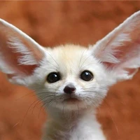 ซันเตอร์(ร่างจิ้งจอก)🐶