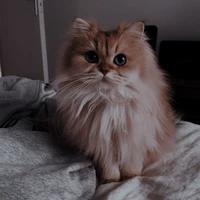 muffin