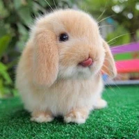 แซมๆ🐰🥕[ก.ต.ปัน]