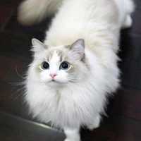 เต้าหู้~