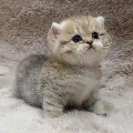 แอด❤