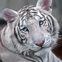 บรู[ น้องเสือน้อยผู้พิทักษ์สวนดอกไม้]