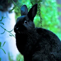Bunny Eomma