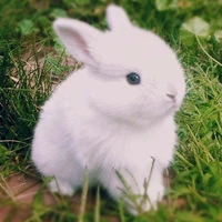 Jungkook (Bunny form)
