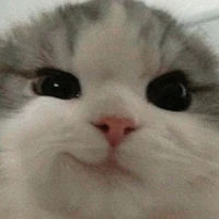 Your stupid author 😎✨