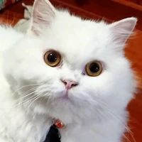 แอดเอง