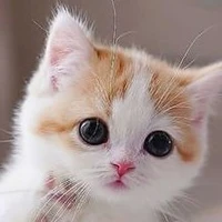 กาฟิวส์(แมวนายเอก)