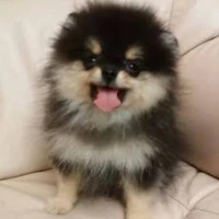 Yeontan