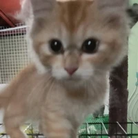 Simba444