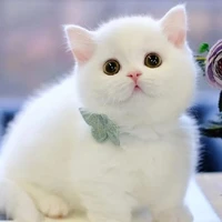 ไอริ