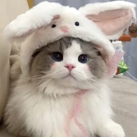 บี๋