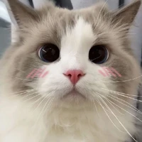 เอวา