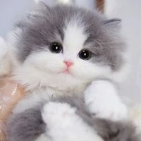 ซีไนท์