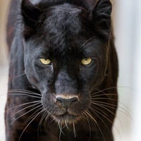 แบล็ค(สัตว์เลี้ยงพระเอก)