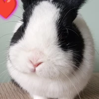 Judy(Yn