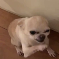 แอดเองววว