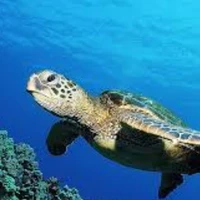 PENYU{SEPUPU AUTHOR}