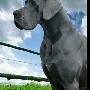 perro